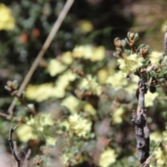 Phebalium squamulosum subsp. ozothamnoides (Alpine Phebalium, Scaly Phebalium) at Yaouk, NSW - 17 Oct 2021 by mahargiani