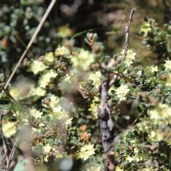 Phebalium squamulosum subsp. ozothamnoides at Yaouk, NSW - 17 Oct 2021 12:00 PM