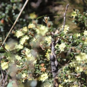 Phebalium squamulosum subsp. ozothamnoides at Yaouk, NSW - 17 Oct 2021 12:00 PM