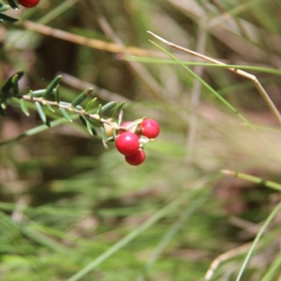 Acrothamnus hookeri (Mountain Beard Heath) at Kosciuszko National Park, NSW - 23 Jan 2022 by mahargiani