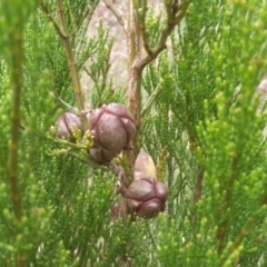 Callitris endlicheri at Cooma, NSW - 1 Apr 2022 02:06 PM