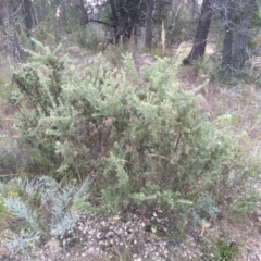 Grevillea lanigera at Cooma, NSW - 1 Apr 2022