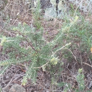 Grevillea lanigera at Cooma, NSW - 1 Apr 2022