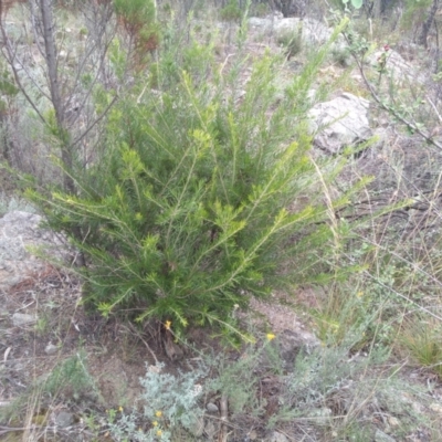 Grevillea sp. (Grevillea) at Cooma, NSW - 1 Apr 2022 by mahargiani