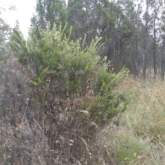 Grevillea sp. at Cooma, NSW - 1 Apr 2022 02:01 PM