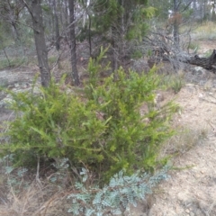 Grevillea sp. at Cooma, NSW - 1 Apr 2022 02:01 PM