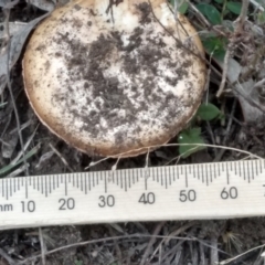 Amanita sp. (Amanita sp.) at Cooma, NSW - 1 Apr 2022 by mahargiani