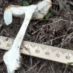 Amanita sp. at Cooma, NSW - 1 Apr 2022 03:42 PM