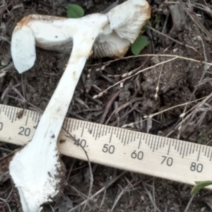 Amanita sp. at Cooma, NSW - 1 Apr 2022