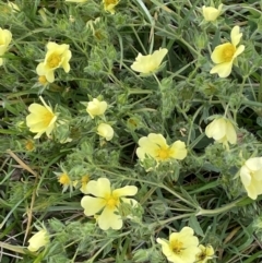 Potentilla recta (Sulphur Cinquefoil) at Rendezvous Creek, ACT - 4 Apr 2022 by JaneR