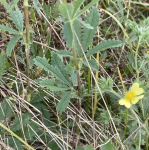 Potentilla recta at Rendezvous Creek, ACT - 4 Apr 2022