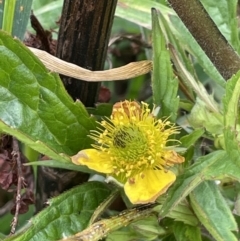 Geum urbanum at Rendezvous Creek, ACT - 4 Apr 2022