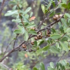 Leptospermum obovatum at Coree, ACT - 3 Apr 2022