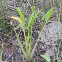 Sagittaria platyphylla (Sagittaria) at Molonglo, ACT - 22 Mar 2022 by michaelb