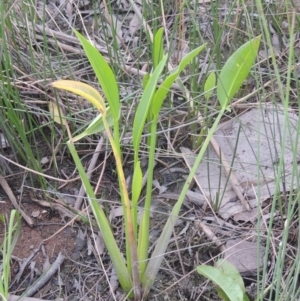 Sagittaria platyphylla at Molonglo, ACT - 22 Mar 2022