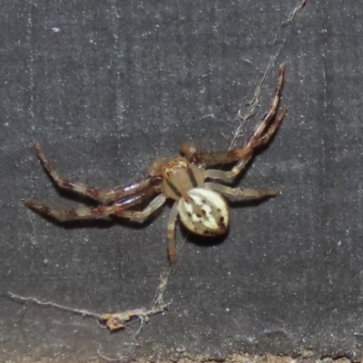 Australomisidia sp. (genus) (Flower spider) at Jerrabomberra Wetlands - 4 Apr 2022 by RodDeb