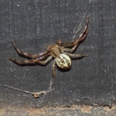 Australomisidia sp. (genus) at Fyshwick, ACT - 4 Apr 2022 01:10 PM