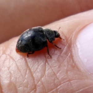 Coccinellidae (family) at Fyshwick, ACT - 4 Apr 2022 12:29 PM