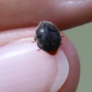 Coccinellidae (family) at Fyshwick, ACT - 4 Apr 2022 12:29 PM