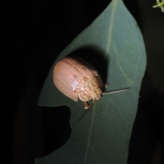 Paropsis atomaria (Eucalyptus leaf beetle) at Pollinator-friendly garden Conder - 21 Dec 2021 by michaelb