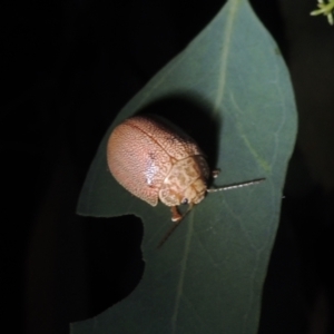 Paropsis atomaria at Conder, ACT - 21 Dec 2021