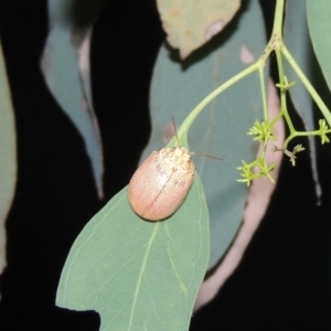 Paropsis atomaria at Conder, ACT - 21 Dec 2021