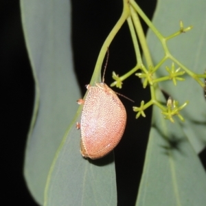 Paropsis atomaria at Conder, ACT - 21 Dec 2021