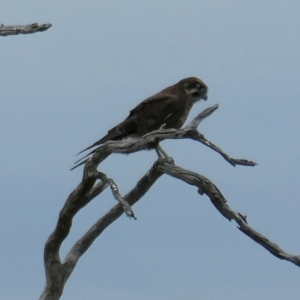 Falco berigora at Googong, NSW - 29 Mar 2022