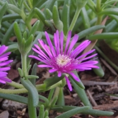 Carpobrotus aequilaterus (Angled Pigface) at Conder, ACT - 24 Dec 2021 by michaelb