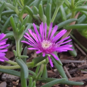 Carpobrotus aequilaterus at Conder, ACT - 24 Dec 2021 11:16 AM