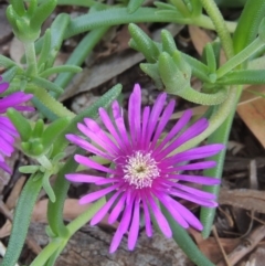 Carpobrotus aequilaterus at Conder, ACT - 24 Dec 2021 11:16 AM