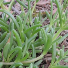 Carpobrotus aequilaterus at Conder, ACT - 24 Dec 2021