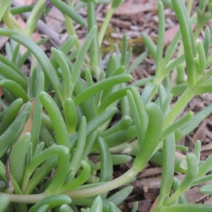 Carpobrotus aequilaterus at Conder, ACT - 24 Dec 2021