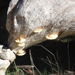 Truncospora ochroleuca at Campbell, ACT - 6 Jun 2021 by mahargiani