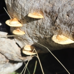 Truncospora ochroleuca at Campbell, ACT - 6 Jun 2021