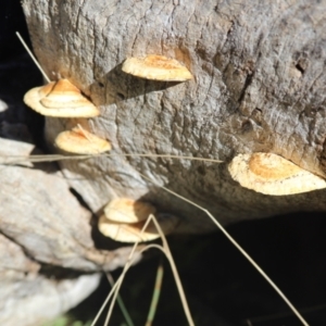 Truncospora ochroleuca at Campbell, ACT - 6 Jun 2021