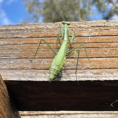 Orthodera ministralis at Aranda, ACT - 4 Apr 2022 by KMcCue