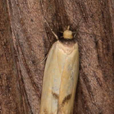 Delexocha ochrocausta (A concealer moth) at Melba, ACT - 17 Feb 2022 by kasiaaus
