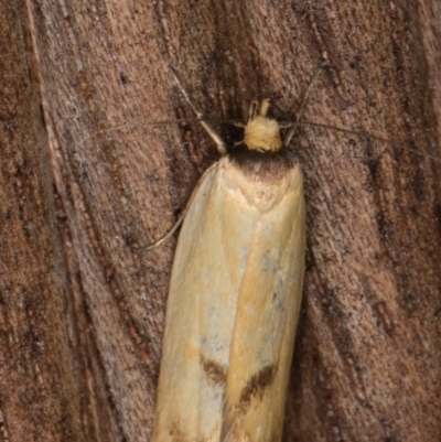 Delexocha ochrocausta (Chezala Group) at Melba, ACT - 17 Feb 2022 by kasiaaus