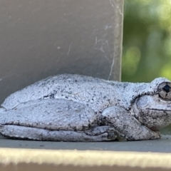 Litoria peronii (Peron's Tree Frog, Emerald Spotted Tree Frog) at Hackett, ACT - 5 Apr 2022 by JaneR