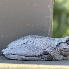 Litoria peronii at Hackett, ACT - 5 Apr 2022 02:48 PM