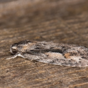 Agriophara discobola at Melba, ACT - 17 Feb 2022 09:23 PM