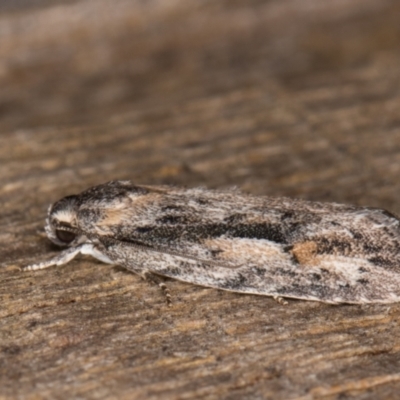 Agriophara discobola (A Flat-bodied moth (Depressidae) at Melba, ACT - 17 Feb 2022 by kasiaaus