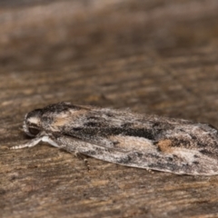 Agriophara discobola at Melba, ACT - 17 Feb 2022 09:23 PM