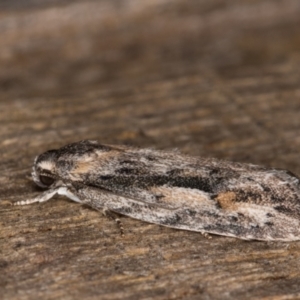 Agriophara discobola at Melba, ACT - 17 Feb 2022 09:23 PM