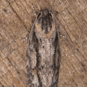 Agriophara discobola at Melba, ACT - 17 Feb 2022 09:23 PM