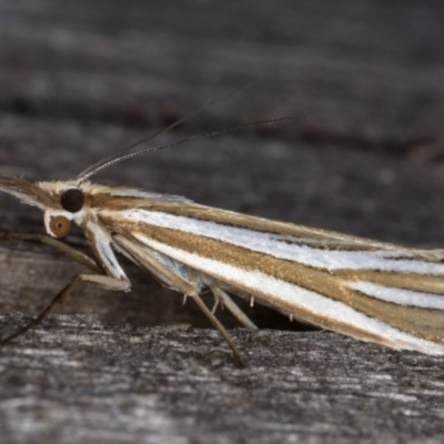 Hednota relatalis (A Crambid moth) at Melba, ACT - 17 Feb 2022 by kasiaaus