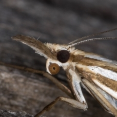 Hednota relatalis at Melba, ACT - 17 Feb 2022