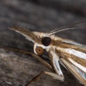 Hednota relatalis at Melba, ACT - 17 Feb 2022