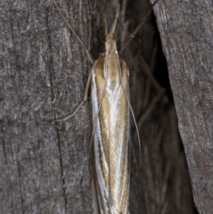 Hednota relatalis at Melba, ACT - 17 Feb 2022